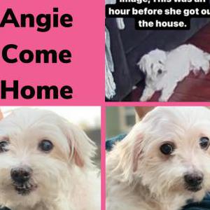 Lost Dog Angie