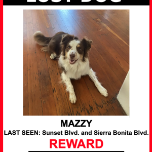 Lost Dog Mazzy