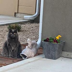 2nd Image of Grey, Lost Cat