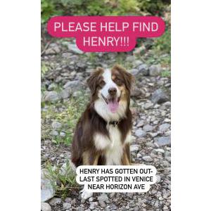 Lost Dog Henry