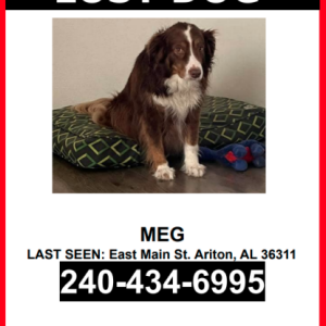 Lost Dog Meg