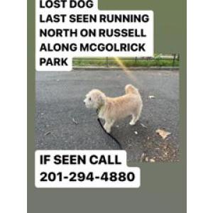 Lost Dog Mo