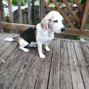 Lost Dog Lucy Marie
