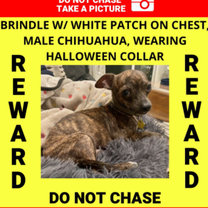 Lost Dog Phinneas