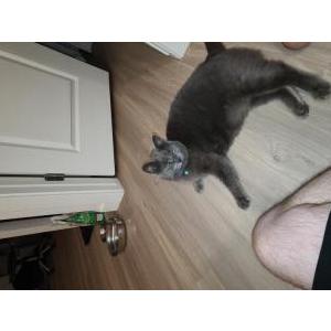 2nd Image of Shadow, Lost Cat