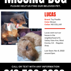 Lost Dog Lucas