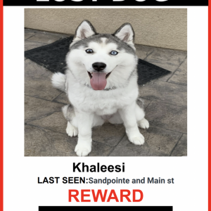 Lost Dog Khaleesi