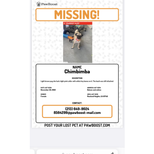Lost Dog CHIMBIMBA