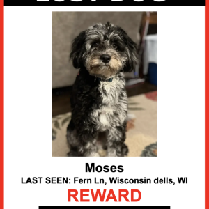 Lost Dog Moses