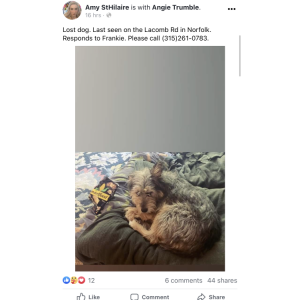 2nd Image of Frankie, Lost Dog