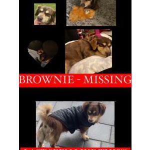 Lost Dog Brownie