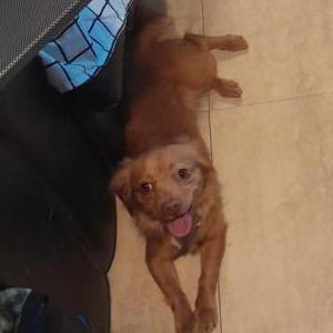 Lost Dog Ginger Sexton