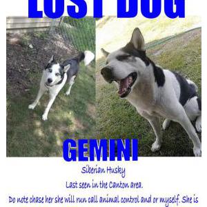 2nd Image of Gemini, Lost Dog