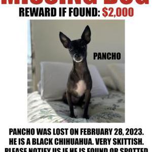 Lost Dog Pancho