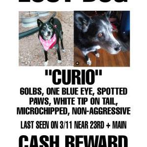 Lost Dog CURIO