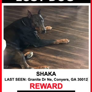 Lost Dog Shaka