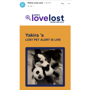 Lost Dog Yakira