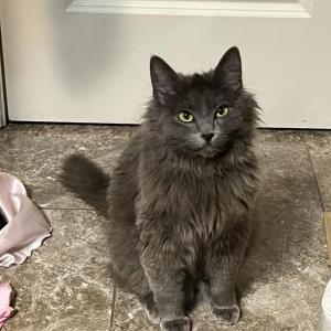 2nd Image of Gray Cottonball, Lost Cat