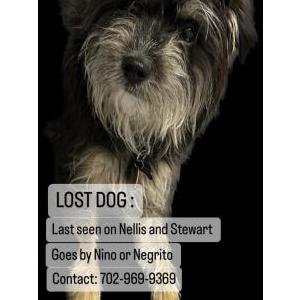Lost Dog Niño