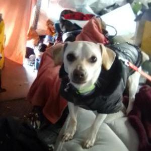 Lost Dog PennyWize