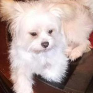 Image of Cappuccino, Lost Dog
