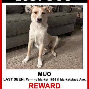 Lost Dog Mijo