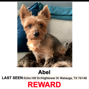 Lost Dog Abel
