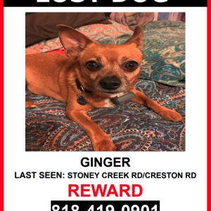 Lost Dog GINGER