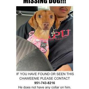 Image of miso, Lost Dog