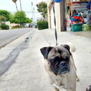 Image of Unknow, Found Dog