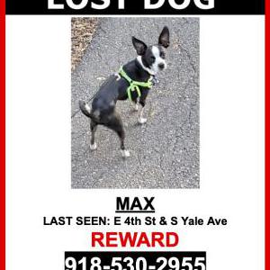 Lost Dog Max