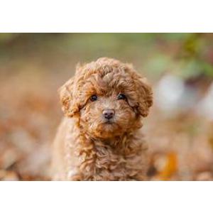 Lost Dog HANNAH