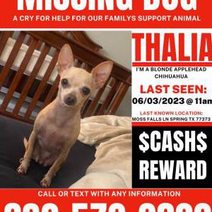Lost Dog Thalia