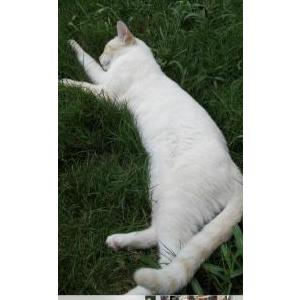 2nd Image of Casper, Lost Cat