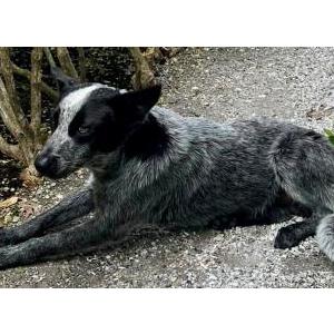 2nd Image of Archie Blu K. Opiana, Lost Dog