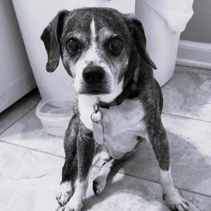 Image of Scout, Found Dog