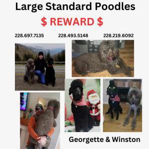 Lost Dog Georgette 