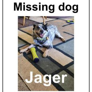 Lost Dog Jager