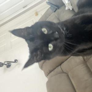 Image of Milo (black cat), Lost Cat