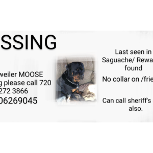 Lost Dog Moose