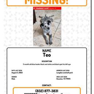 Lost Dog Teo