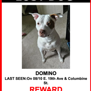 Image of Domino, Lost Dog