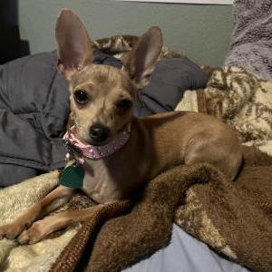 Image of Dulce, Lost Dog