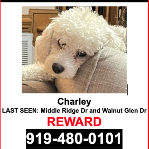 Lost Dog Charley