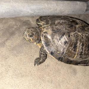 Image of Turtle, Found Reptiles