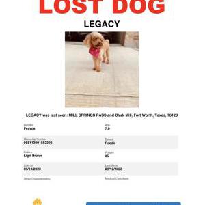 Image of Ciearo, Lost Dog