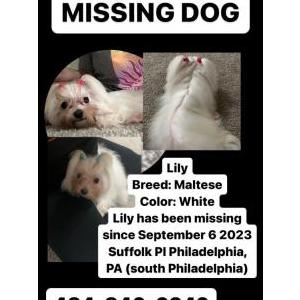 Lost Dog Lily