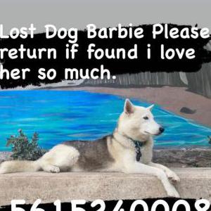 Lost Dog Barbie