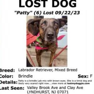 Image of Patty, Lost Dog