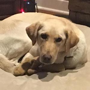 Image of Macie, Lost Dog